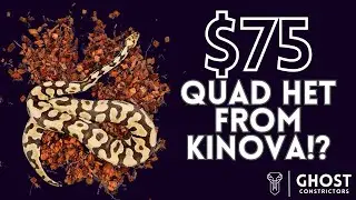Unboxing a $75 Quad Het Ball Python from Kinova | Snake Reveal and Bargain Hunt 🐍
