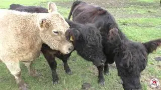 Woran denken wir, wenn wir das Wort Nutztiere h&ouml;ren?
