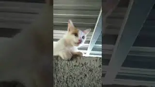 #petstatus