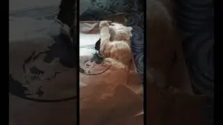 Orange Cat activities😂❤️.                  #cats #kittens #orangecat #catvideos #cutecat #play