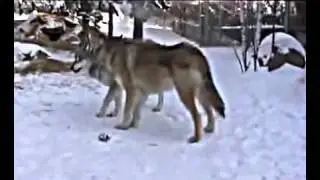 documentary Can You Identify the Wolf Behavior national geoghraphic HD 2016