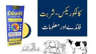 Colcorex Syrup for Cows, Buffalo, Goats & Sheep | Constipation, Bloating & Indigestion Treatment