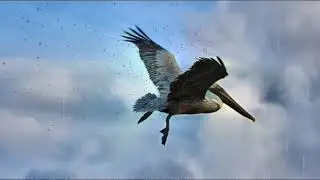 Air Pelican