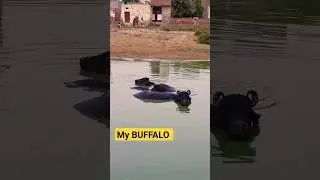 buffalo swimming pool #cow #buffalo #shorts