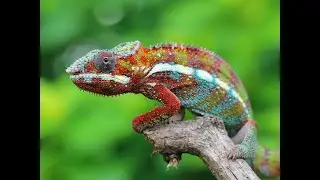 Chameleon |FacTime #shorts #youtube #youtubeshorts #facts #factime #FacTime #amazingfact #didyouknow