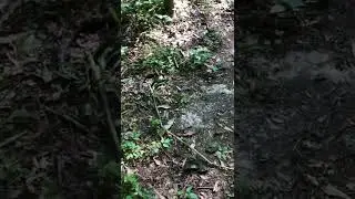 FEIST DOGS AND CHICKEN SNAKE (PART 2)!