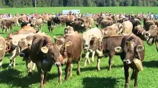 Viehscheid Maierhöfen 2015