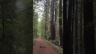 Beautiful and easy trail in California!!