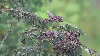 台灣特有種鳥類DV