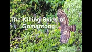 The Killing Skies of Gomantong