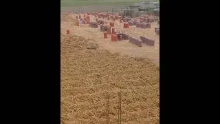 Corte de ajo en Camaná Perú 🧄
