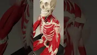 Anatomy in 3d- Seated Client (Semi Transparent Muscle View)