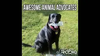 Awesome Animal Advocates - Episode 34 Mission: Wolf, From Wilderness to Classroom Dispelling Wolf...