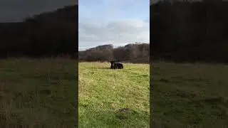 A bull with a strange appearance #bull #animals