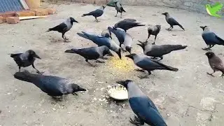 Amazing Crow Sounds | Black Crows Cute World | Crows Planet 