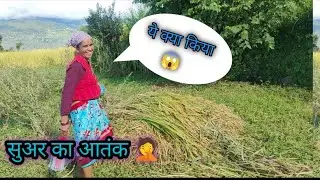 पहाड़ों में सुअर का आतंक ,सारी फसल कर दी बर्बाद 😱😱🥺🥺