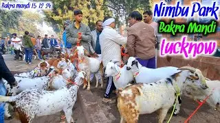 80-80 kg के 3 बकरे 1 लाख में |Barbari Goat |Heavy Goat |Nimbu Park Bakra mandi 15/12/24 Live Update