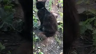 #цитаты #омархайям #как_часто #cat #Пушинка #garden #flowergarden