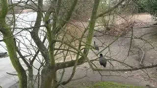 Foster the coot 5 (Lonely but brave excluded coot. Let him swim ya devious sods!)