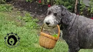 Houdini the best garden keeper. Helping dog. Work dog #dogvideos #dogtraining #sourdough #dogtricks