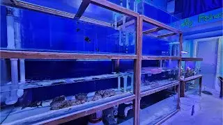 Exotic Marine Fish Collection