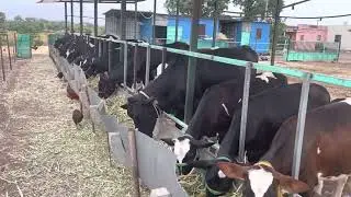 Farm Activity | 27/06/22 | Cow Farm | गाय गोठा | HF Cows #cow #cowfarm #dairyfarm