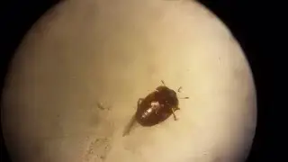 Epuraea sp. Sap-Beetle