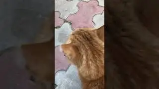 Stray Orange Cats in the City | Daily Life of Urban Felines