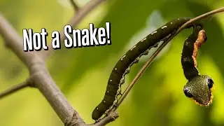 Top 5 Animals With INSANE MIMICRY! - Nature's Best CAMOUFLAGE🐙