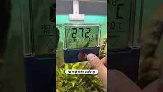 Would You Know If Your Fish Were Overheating? 🌡️🐠