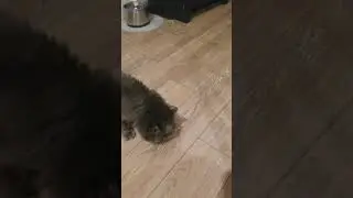 my cat eats  fried Chicken