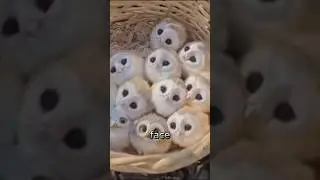 Why Baby Owls Sleep Face Down 😴🦉