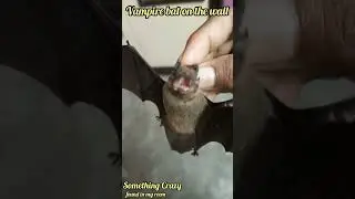 Something Crazy. A Vampire bat is found in my room