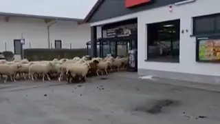 &lsquo;Stupid but cute&rsquo;: Herd of sheep storm into German supermarket