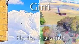 #240🦅Girri 69&deg;✨This evening flight training✨／CSU Nest 2025🇦🇺Diamond💗Gimbir／by FalconCam Project