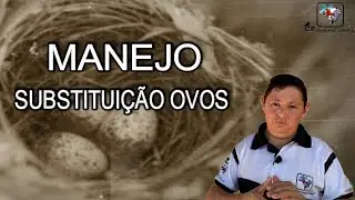 MANEJO SUBSTITUIÇÃO OVOS PELO INDEX PLASTICO+ OQUE EU PENSO