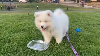 ◈ Outside In The Grass || Lucy The Samoyed ◈ #samoyed #samoyedpuppy #samoyeddog