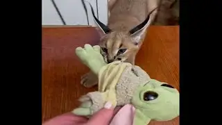 baby hecker vs baby yoda