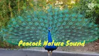 peacock  sms ringtone | peacock ringtone | sms ringtone