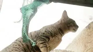 curious cat 😼 | stray cat lovers | scent marking | rubbing #cat #catlover