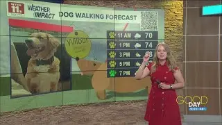 WTOL 11 Weather: Rain makes for a mostly 'yellow paw' dog walking forecast | Good Day on WTOL 11