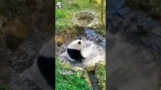 Pandas are the cutest animals #funny #funnypanda #panda #cute #cat
