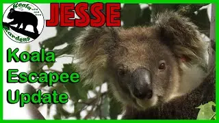 The worlds greatest 🐨koala🐨 escape artist JESSE - what is he up to now?