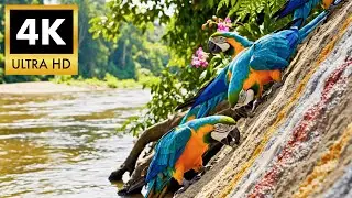 Relaxing Walk In The Amazon: River of Life(4K)