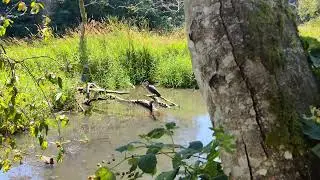 Big Blue Heron Perching