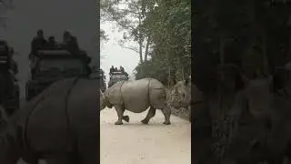 🦏🦏🦏🦏🦏 #Rhino #Kaziranga_National_Park #Assam