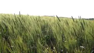 HD Test - Canon Ixus 100IS
