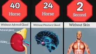 How Long Human Can Survive Without Organs