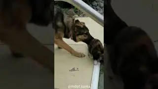 Does your dog love pool? #funny #funnyanimal #pets #funnypet #dog #funnypuppy #doglover