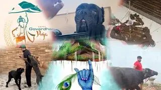 Goverdhan Ka Din Hui 🚙Ki Dhuli  | Diet for 🦮cane corso | Namit yadav 